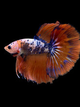 Load image into Gallery viewer, Male Halfmoon - Fancy Dragon #2202 - Live Betta Fish
