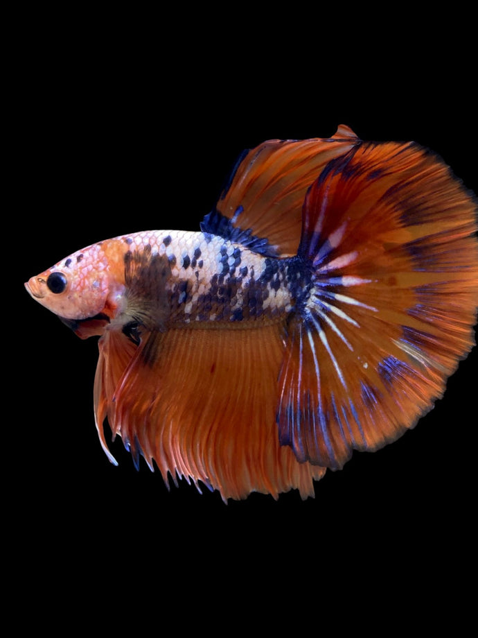 Male Halfmoon - Fancy Dragon #2202 - Live Betta Fish
