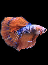 Load image into Gallery viewer, Male Halfmoon - Fancy Dragon #2202 - Live Betta Fish
