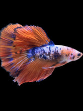 Load image into Gallery viewer, Male Halfmoon - Fancy Dragon #2202 - Live Betta Fish
