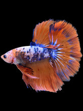 Load image into Gallery viewer, Male Halfmoon - Fancy Dragon #2202 - Live Betta Fish
