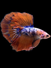 Load image into Gallery viewer, Male Halfmoon - Fancy Dragon #2202 - Live Betta Fish

