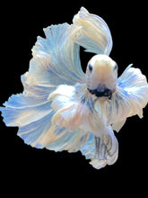 Load image into Gallery viewer, Male Rosetail - Dumbo #2203 - Live Betta Fish
