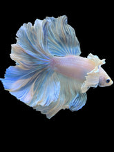 Load image into Gallery viewer, Male Rosetail - Dumbo #2203 - Live Betta Fish
