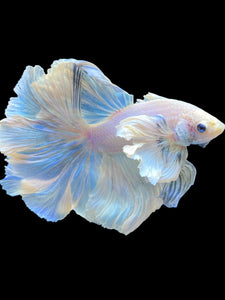 Male Rosetail - Dumbo #2203 - Live Betta Fish