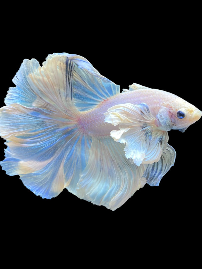 Male Rosetail - Dumbo #2203 - Live Betta Fish