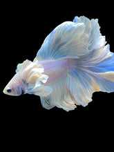 Load image into Gallery viewer, Male Rosetail - Dumbo #2203 - Live Betta Fish
