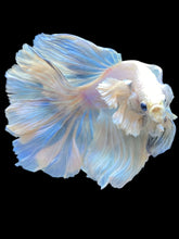 Load image into Gallery viewer, Male Rosetail - Dumbo #2203 - Live Betta Fish
