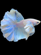 Load image into Gallery viewer, Male Rosetail - Dumbo #2203 - Live Betta Fish
