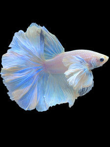 Male Rosetail - Dumbo #2203 - Live Betta Fish