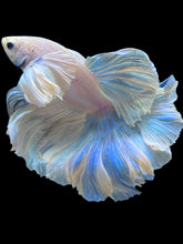 Load image into Gallery viewer, Male Rosetail - Dumbo #2203 - Live Betta Fish
