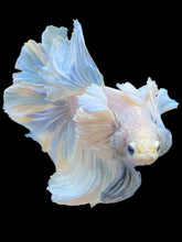Load image into Gallery viewer, Male Rosetail - Dumbo #2203 - Live Betta Fish
