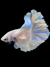 Load image into Gallery viewer, Male Rosetail - Dumbo #2203 - Live Betta Fish
