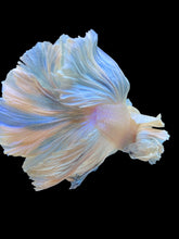Load image into Gallery viewer, Male Rosetail - Dumbo #2203 - Live Betta Fish
