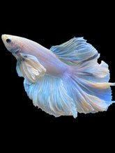 Load image into Gallery viewer, Male Rosetail - Dumbo #2203 - Live Betta Fish
