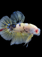 Load image into Gallery viewer, GIANT Male Halfmoon Plakat - Yellow Galaxy #2204 - Live Betta Fish
