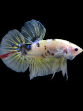 Load image into Gallery viewer, GIANT Male Halfmoon Plakat - Yellow Galaxy #2204 - Live Betta Fish
