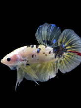 Load image into Gallery viewer, GIANT Male Halfmoon Plakat - Yellow Galaxy #2204 - Live Betta Fish
