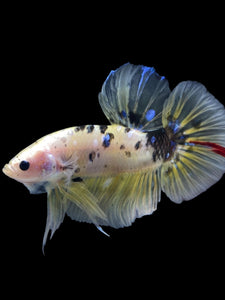 GIANT Male Halfmoon Plakat - Yellow Galaxy #2204 - Live Betta Fish