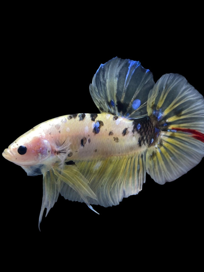 GIANT Male Halfmoon Plakat - Yellow Galaxy #2204 - Live Betta Fish