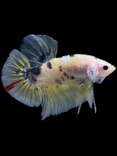 Load image into Gallery viewer, GIANT Male Halfmoon Plakat - Yellow Galaxy #2204 - Live Betta Fish
