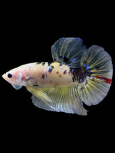 Load image into Gallery viewer, GIANT Male Halfmoon Plakat - Yellow Galaxy #2204 - Live Betta Fish
