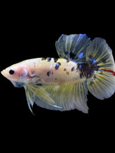 Load image into Gallery viewer, GIANT Male Halfmoon Plakat - Yellow Galaxy #2204 - Live Betta Fish
