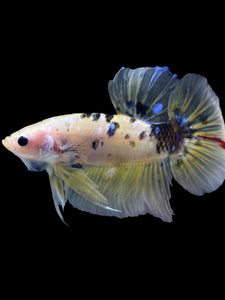 GIANT Male Halfmoon Plakat - Yellow Galaxy #2204 - Live Betta Fish