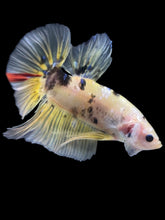 Load image into Gallery viewer, GIANT Male Halfmoon Plakat - Yellow Galaxy #2204 - Live Betta Fish
