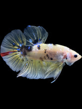 Load image into Gallery viewer, GIANT Male Halfmoon Plakat - Yellow Galaxy #2204 - Live Betta Fish
