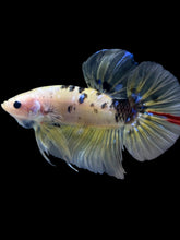 Load image into Gallery viewer, GIANT Male Halfmoon Plakat - Yellow Galaxy #2204 - Live Betta Fish
