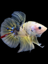 Load image into Gallery viewer, GIANT Male Halfmoon Plakat - Yellow Galaxy #2204 - Live Betta Fish
