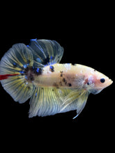Load image into Gallery viewer, GIANT Male Halfmoon Plakat - Yellow Galaxy #2204 - Live Betta Fish
