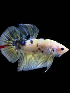 GIANT Male Halfmoon Plakat - Yellow Galaxy #2204 - Live Betta Fish