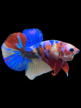 Load image into Gallery viewer, Male Halfmoon Plakat - Multicolor #2205 - Live Betta Fish
