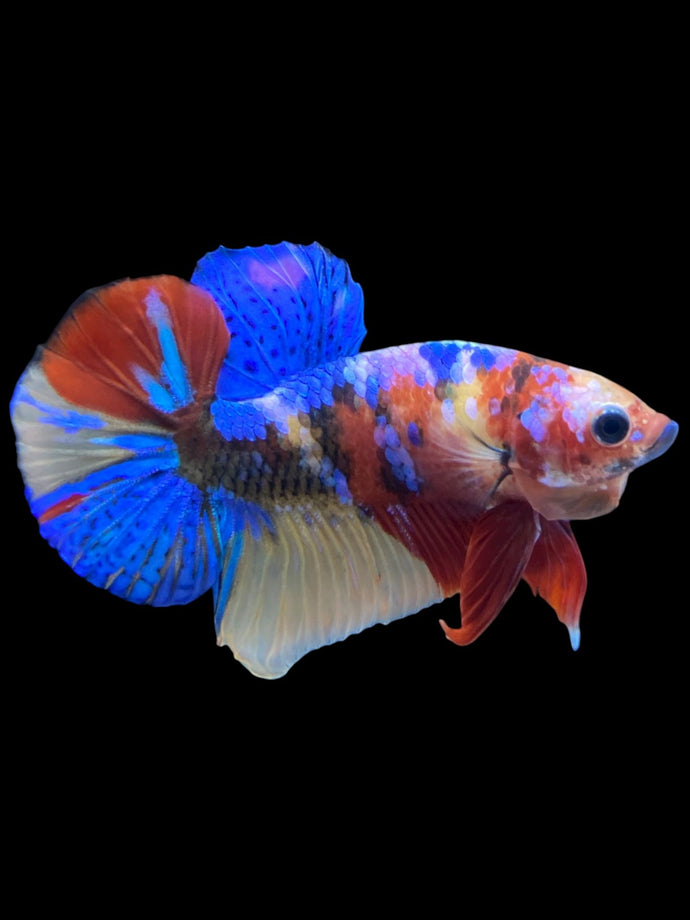 Male Halfmoon Plakat - Multicolor #2205 - Live Betta Fish