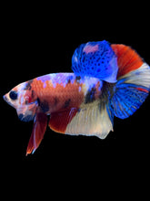 Load image into Gallery viewer, Male Halfmoon Plakat - Multicolor #2205 - Live Betta Fish
