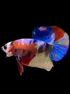 Male Halfmoon Plakat - Multicolor #2205 - Live Betta Fish