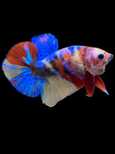 Load image into Gallery viewer, Male Halfmoon Plakat - Multicolor #2205 - Live Betta Fish
