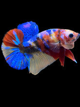 Load image into Gallery viewer, Male Halfmoon Plakat - Multicolor #2205 - Live Betta Fish

