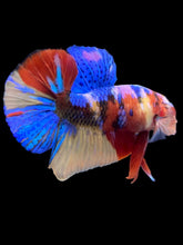 Load image into Gallery viewer, Male Halfmoon Plakat - Multicolor #2205 - Live Betta Fish
