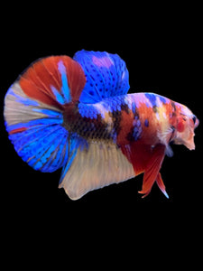 Male Halfmoon Plakat - Multicolor #2205 - Live Betta Fish