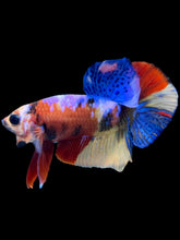 Load image into Gallery viewer, Male Halfmoon Plakat - Multicolor #2205 - Live Betta Fish
