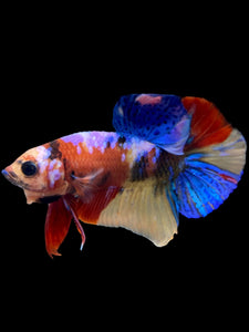 Male Halfmoon Plakat - Multicolor #2205 - Live Betta Fish