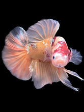 Load image into Gallery viewer, GIANT Male Halfmoon Plakat - Candy Copper #2206 - Live Betta Fish

