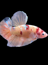 Load image into Gallery viewer, GIANT Male Halfmoon Plakat - Candy Copper #2206 - Live Betta Fish
