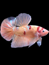 Load image into Gallery viewer, GIANT Male Halfmoon Plakat - Candy Copper #2206 - Live Betta Fish
