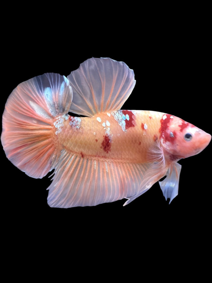 GIANT Male Halfmoon Plakat - Candy Copper #2206 - Live Betta Fish