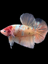 Load image into Gallery viewer, GIANT Male Halfmoon Plakat - Candy Copper #2206 - Live Betta Fish

