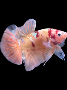 GIANT Male Halfmoon Plakat - Candy Copper #2206 - Live Betta Fish